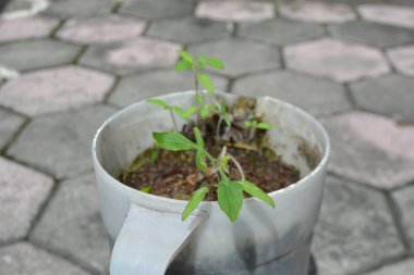 Domates fidelerinin keskin görüntüsü ve taze yeşil yapraklar yeniden kullanılmış bir sürahide yetişiyor. Açık havada kaldırım döşemeleri, ekolojik bahçeleri ve bitki yaşamının erken dönemlerini gösteriyor.