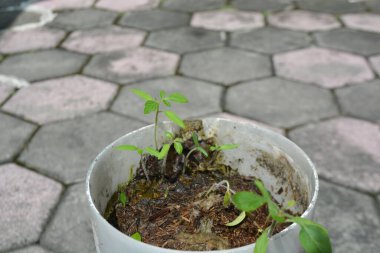 Domates filizleri yeniden kullanılmış plastik bir sürahide topraktan yükseliyor. Açık kaldırıma konmuş sürdürülebilir bahçıvanlık ve bitkilerin büyümesini gösteriyor.