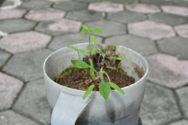 Açık havada geri dönüştürülmüş plastik bir kapta topraktan çıkan küçük domates tohumları bahçe ekosistem yaşam tarzı ve bitki büyümesi temaları için uygun.