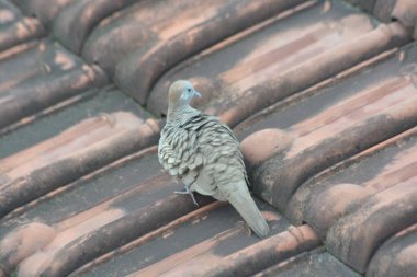 Optimum Tanımlama. Bir Zebra Güvercini 'nin tüylerindeki karmaşık siyah beyaz çizgileri gösteren detaylı bir yakın çekim. Kuş, tüylerinin dokusunu kilden bir çatıya vurguluyor..