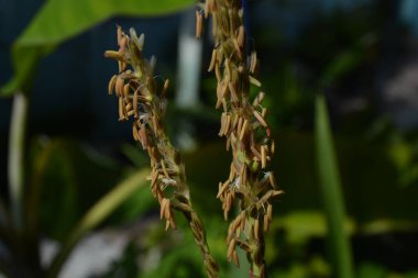 Arka planda doğa ve botanik temaları için uygun tropik yeşillik ve tomurcuklara sahip iki çiçek sapının yakın çekimi.