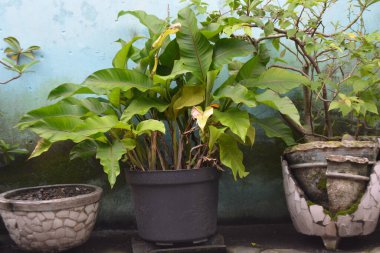 Siyah bir tencerede büyüyen tropikal yeşil bir bitki desenli mavi bir duvara karşı iki dekoratif seramik tencerenin arasına yerleştirilir. Bahçe temaları ev dekorasyonu ve doğa kavramları için uygundur.