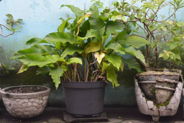 Yıpranmış seramik kaplar ve dokulu mavi bir duvarla çevrili siyah bir tencereye yerleştirilmiş canlı bir tropikal bitki. Doğa görselleri ve bahçe temaları için ideal.