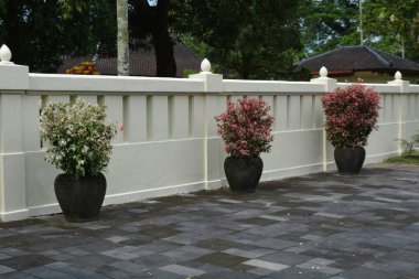 Üç süs bitkisi koyu tencerelerde krem rengi dış duvar boyunca dizilmiş asfaltlı zemin ve arka planda ağaçlar. Bahçe dekorasyonu ve mimari teması için uygun..