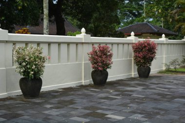 Üç dekoratif bitki koyu tencerelerde krem rengi dış duvarın yanına yerleştirilmiş kaldırım taşları ve bahçe çevresi ile birlikte. Peyzaj mimarisi, bahçe dekorasyonu ve açık hava tasarımı konuları için ideal..