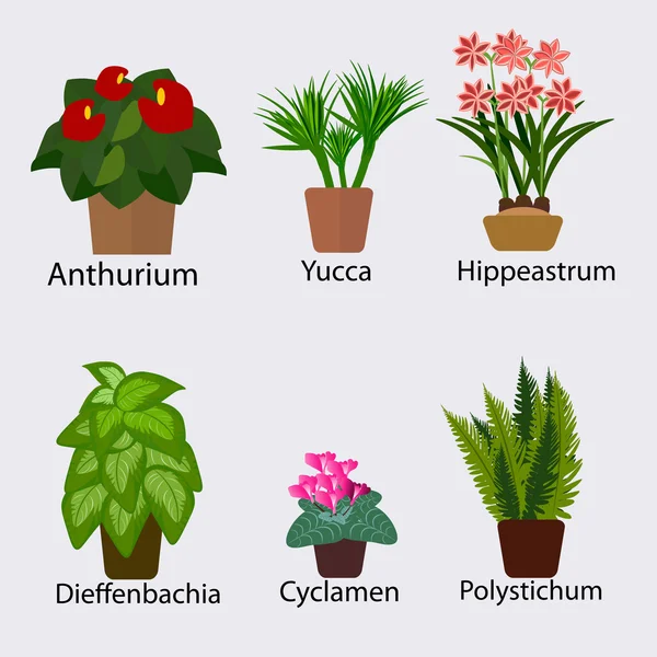 Selección de plantas para ilustración de vectores de oficina. Anthurium, Yucca, gippeastrum, dieffenbachia, cyclamen, polystichum. Plantas de casa aisladas sobre fondo blanco. Colección de plantas de interior — Vector de stock