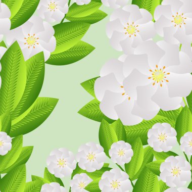Yasemin seamless modeli. Yasemin çiçekleri illüstrasyon vektör. Açık yeşil arka planı üzerinde hassas Yasemin çiçekleri