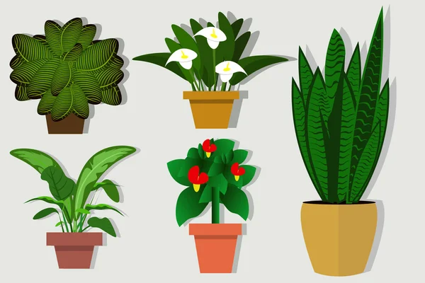 Pokojové rostliny a květiny v květináčích. Ploché styl vektorové ilustrace. Výběr rostlin pro kanceláře a bytové prostory — Stockový vektor