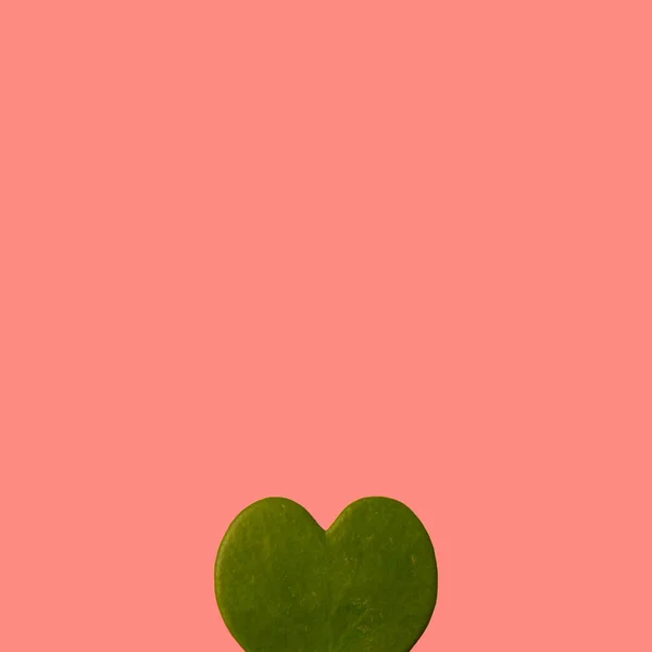 Heart shaped green succulent plant leaf against pastel pink background. Minimal creative love concept.