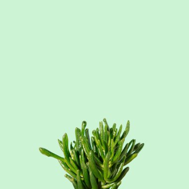 Yeşil yapraklar arka planda. Minimum botanik tasarımı. Crassula yeşim taşı bitkisi.
