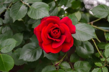 Kırmızı kadife çiçeği ve yeşil yaprakları ile bahçe gül sarma