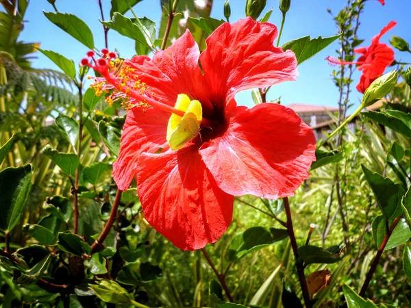 Flor Vermelha Com Belas Pétalas Uma Borboleta Fundo Céu Azul — Fotografia de Stock