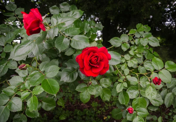 Bellissimo fiore rosa rossa — Foto Stock