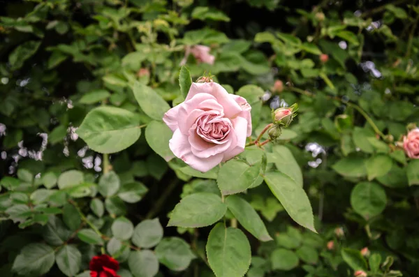 Gyönyörű pink rose bush — Stock Fotó