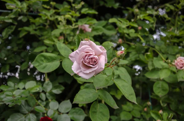 Beautiful pink rose bush — Stock Photo, Image