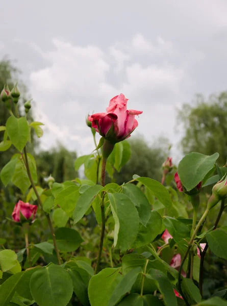 Arbusti da giardino rose — Foto Stock