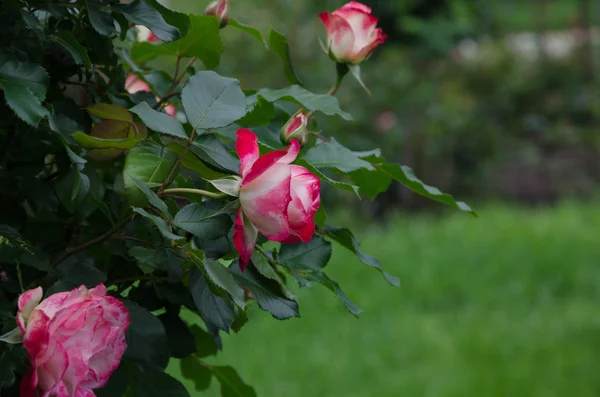 Rosa Rosa Bud — Fotografia de Stock