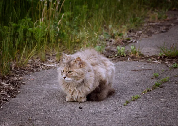 Fluffy cat with beautiful color — Stock Photo, Image