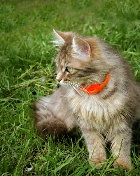 Chlupatou kočičku s krásnou barvou — Stock fotografie