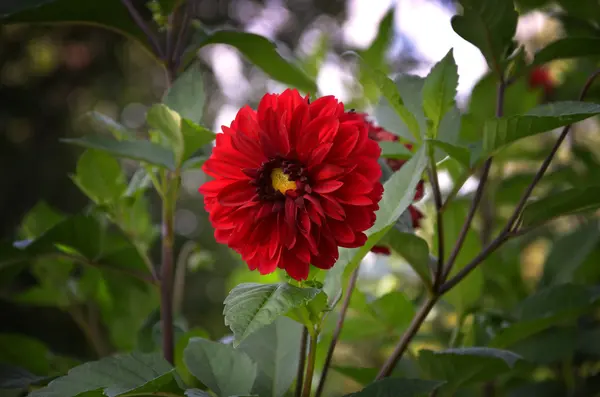 Jardim Jardim Outono Bela Flor Vermelha — Fotografia de Stock