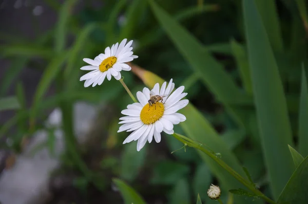 Abeja en una hermosa flor blanca — Foto de Stock