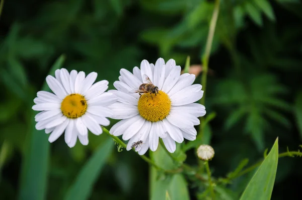 Güzel bir beyaz çiçek arıya — Stok fotoğraf