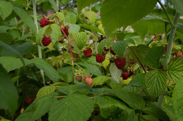 Baya aromática de jardín —  Fotos de Stock