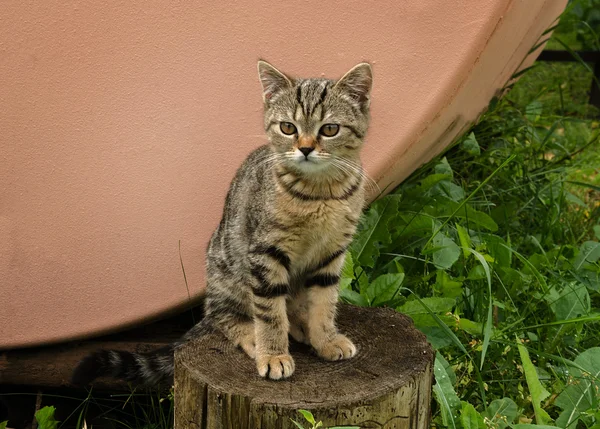 앉아 아름 다운 고양이 — 스톡 사진