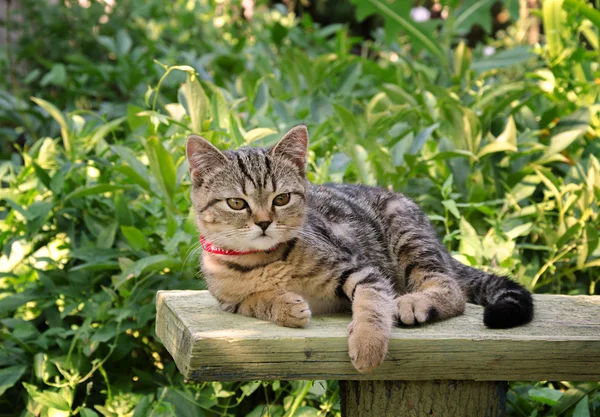 Kočka odpočívá v zahradě — Stock fotografie
