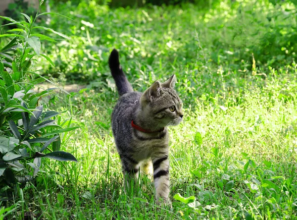 Bahçe yürüyüşler de kedi — Stok fotoğraf