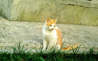 Bahçedeki kırmızı lekeler ile ev yapımı beyaz hayvan yeşil çimenlerin üzerinde oturur