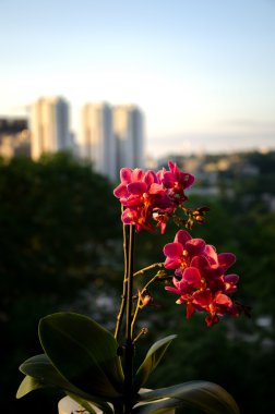   Pembe çiçek odası