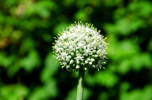 Zomertijd oogst — Stockfoto