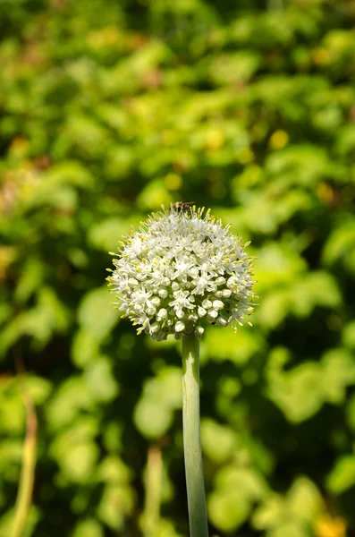 Récolte de l'heure d'été — Photo