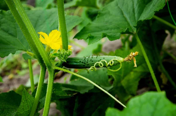 夏黄色開花キュウリ葉と野菜のグランド オープンで — ストック写真