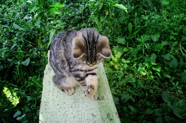 Szürke szép macska — Stock Fotó