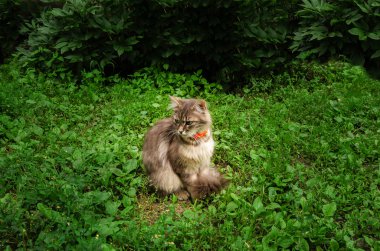 Bahçedeki güzel kedi