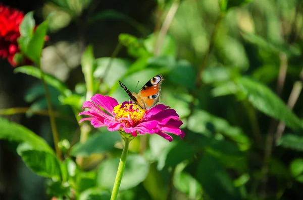 粉红花朵上的蝴蝶 — 图库照片