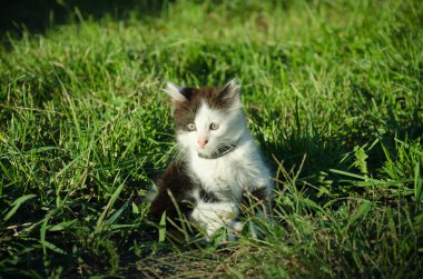 yeşil gözlü korkuyor yeşil çimenlerin üzerinde oturan yaz bahçe yavru kedi siyah ve beyaz renk