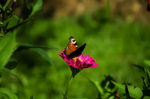 Farfalla su un fiore rosa — Foto Stock