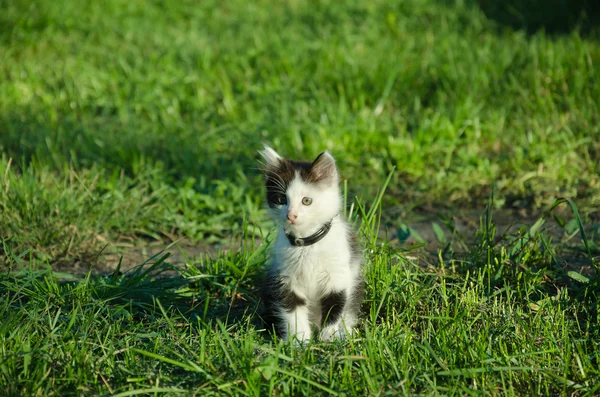 Dans Jardin Été Chaton Couleur Noir Blanc Assis Sur Herbe — Photo