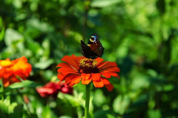 Πεταλούδα σε ένα κόκκινο λουλούδι — Φωτογραφία Αρχείου