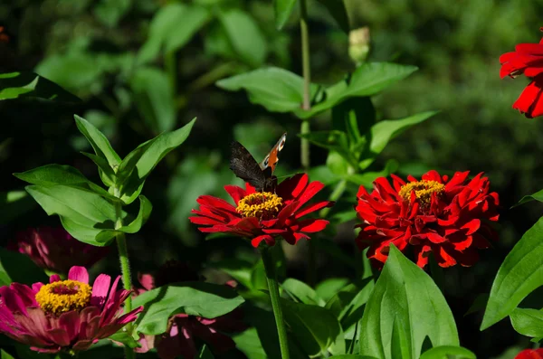 庭の蝶が美しい雄しべと雌しべの赤の美しい花の蜜を収集します — ストック写真