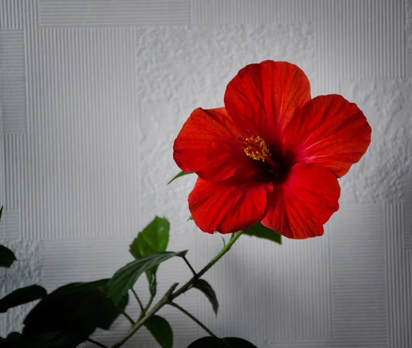 Κόκκινος Ιβίσκος λουλούδι — Φωτογραφία Αρχείου