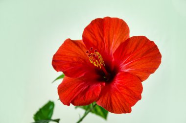 kırmızı amber çiçeği