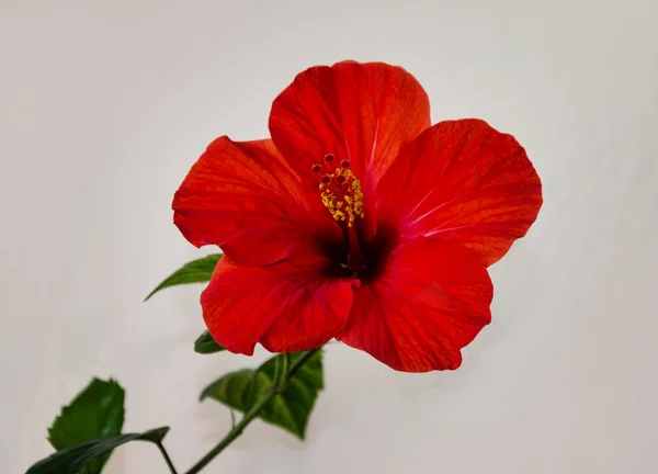 Röd hibiscus blomma med en mortelstöt ståndare och gröna blad på en — Stockfoto