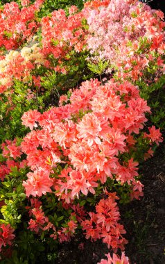 botanik bahçesinde bahar günü güzel, sıradışı tam narin çiçekler, çalılar renkler