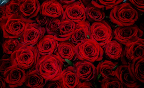 Red rose flowers — Stock Photo, Image