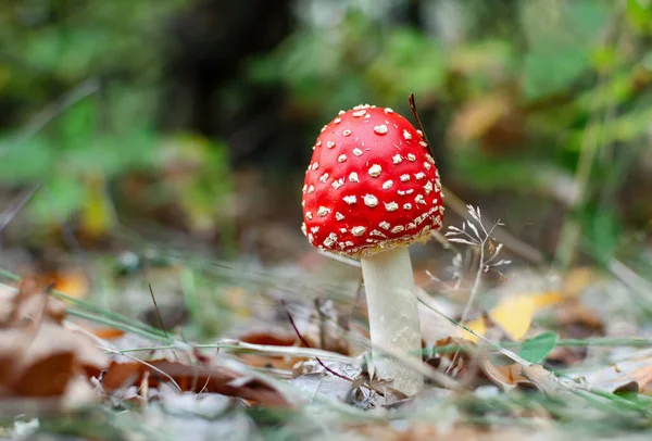 Pilz Ist Nicht Essbar Pilz Mit Roter Kappe Wächst Wald — Stockfoto