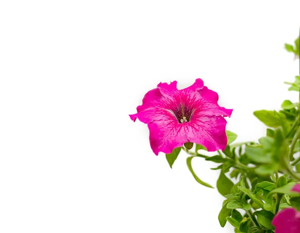 Petunia Ljusa Vackra Blommor Med Gröna Blad Ljus Bakgrund Närbild — Stockfoto